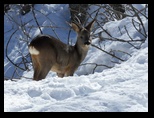 Faune
