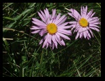 flore